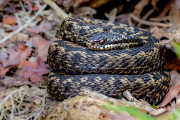 Fototapeta premium European adder (Vipera berus) coiled on woodland floor, close wildlife portrait of Britain’s only venomous snake