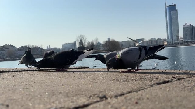 pigeons with ducks eat millet on the embankment
