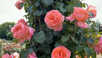 Photo of beautiful pink rose flowers in 
nature in sunny botanical garden. Buds of flowering plants.