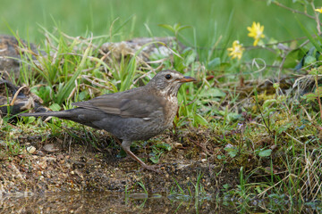 Fototapeta premium Amsel (Turdus merula) Weibchen