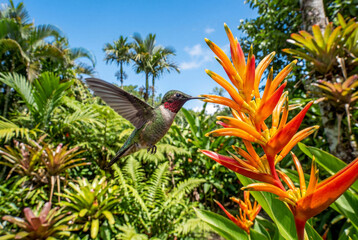 Fototapeta premium Hummingbird hovering mid air near tropical flower in garden