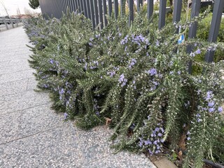 A selective focus image of fresh rosemary (Salvia rosmarinus) blooming with purple flowers on a fence. Rosemary plant with small purple flowers growing along urban sidewalk. 