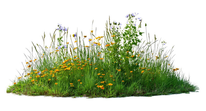 Wildflower Meadow Patch Isolated Transparent
