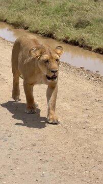 Vertical closeup view of a beautiful lioness walking slowly on a dirt road