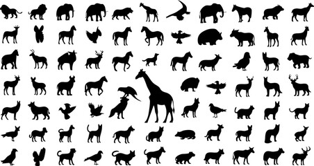 Obraz premium Large set of black animal vector silhouettes for wildlife nature graphic design and educational illustrations.