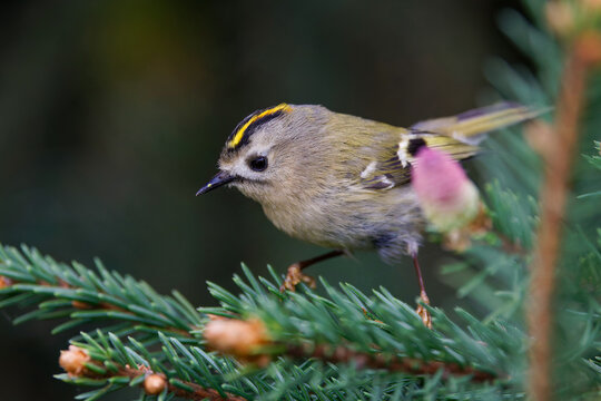 Nilgans (Alopochen aegyptiacus) badender Jungvogel