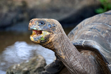 Obraz premium Galapagos-Riesenschildkröte mit offenem Maul