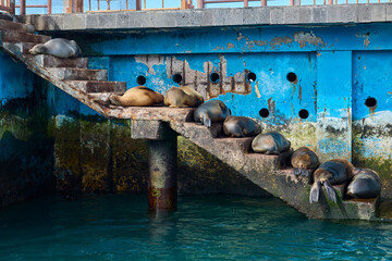 Seelöwen ruhen auf einer Hafentreppe © Olgierd Kajak