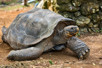 Fototapeta premium Galápagos-Riesenschildkröte in natürlicher Umgebung.