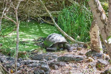 Landschildkr&ouml;te in tropischer Vegetation