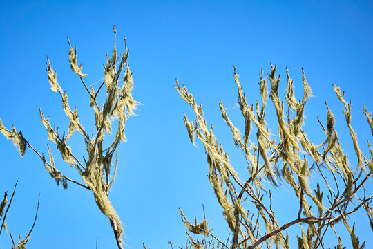 H&auml;ngende Flechten vor strahlend blauem Himmel