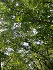 Fototapeta premium trees in the forest