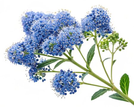 Ceanothus &ndash; Blue ceanothus tiny clustered blossoms forming dense bloom, isolated on white background.