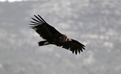 Obraz premium a black vulture posing on a branch on spain