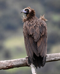 Fototapeta premium a black vulture posing on a branch on spain