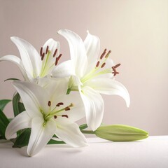 Obraz premium Weiße Lilien Blüten