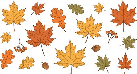 Fototapeta premium Autumn set of vector flat illustrations featuring colorful maple and oak leaves acorns and rowan berries isolated on white background for seasonal design projects.