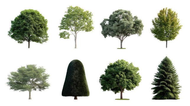 Diverse Tree Collection: A visually striking collage of various trees, showcasing their unique forms and foliage. This collection celebrates the beauty and variety of the natural world.