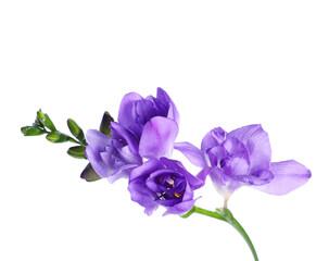 Beautiful blue freesia flower isolated on white