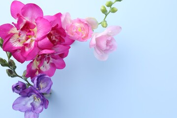 Fototapeta premium Beautiful freesia flowers on light blue background, flat lay. Space for text