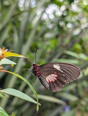 butterfly on a flower
