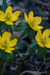 Obraz premium Close-up of bright yellow winter aconite flowers with green foliage in early spring. Shallow depth of field and moody background, seasonal woodland wildflower scene.