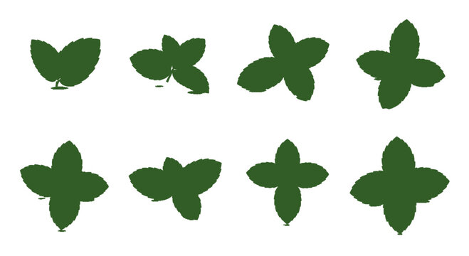 Green Mint Leaf Silhouette Icons Set Fresh Herb Vector Illustration Design Element