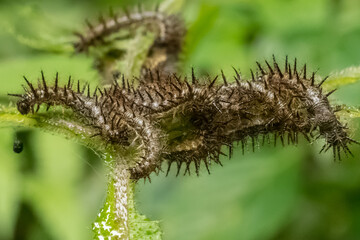 Naklejka premium Ninho de lagartas enrolados em um galho