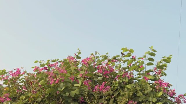 Bauhinia &times; blakeana, Hong Kong orchid tree, is a hybrid leguminous tree of the genus Bauhinia. near Queen Kapiʻolani Garden, Honolulu, Oahu. Vog (air pollution) form Kīlauea Volcano( Hawaii island)
