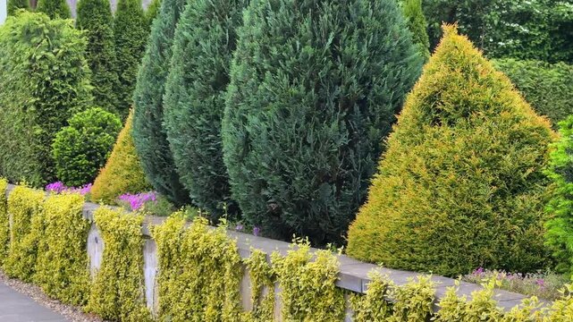 A meticulously designed garden featuring a variety of sculpted evergreens, including pyramidal golden thuja and rounded shrubs, creating a textured and vibrant landscape border.