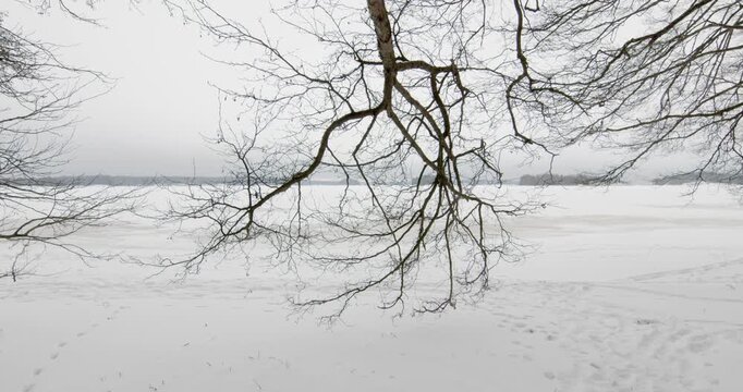 Vast, snow-covered expanse with a leafless tree in the foreground, Sandfj&auml;rden, Kopparn&auml;s, Inkoo, Finland, Europe.