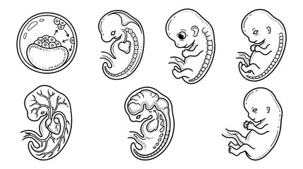 Fototapeta premium embryo, Hand-drawn outline doodle sketches vector set collection , white background , PNG and SVG isolate