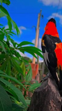 Tropical bird with vibrant red and black feathers perched on a tree