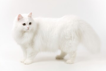 Obraz premium Fluffy white long-haired cat standing on white background, side profile with soft fur and bushy tail, alert expression