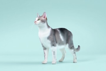 A gray and white cat standing on a turquoise background, looking up