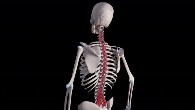 Multifidus Muscle Movement Side View