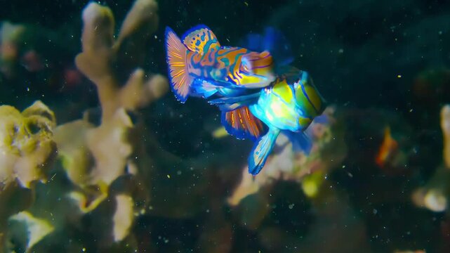 Vibrant Mandarin Fish Swims Gracefully Through Coral Reef Ecosystem