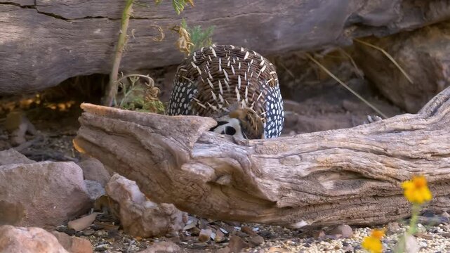 Close-up of a quail bird peeking from behind a log in a rocky desert environment