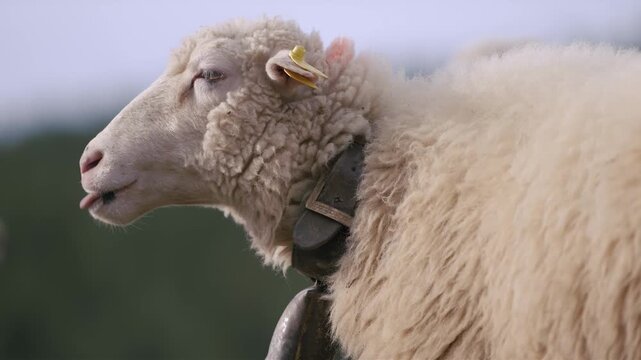 Close-up profile of a fluffy sheep with a bell and ear tag in natural light