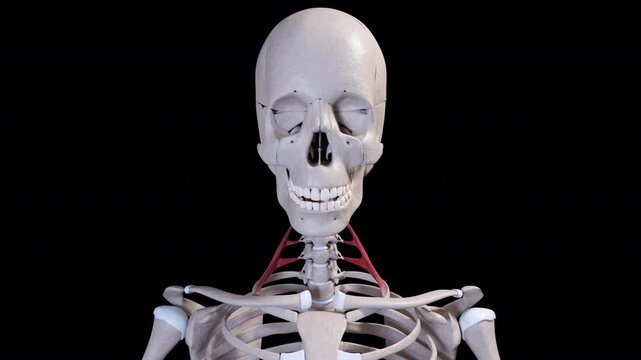 Scalene Anterior Muscle Movement Front View