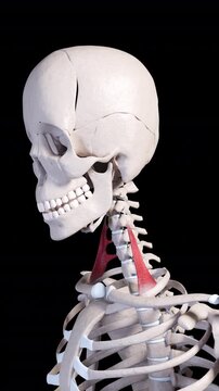 Scalene Anterior Muscle Movement Side View Vertical Video