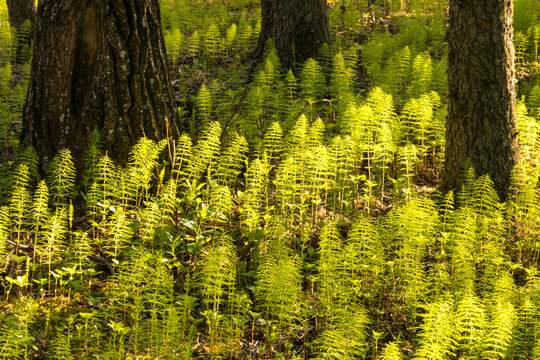 Canada, Alberta, Hinton.  Hosetails (equisetum) dominate the forest floor at Fickle Lake.