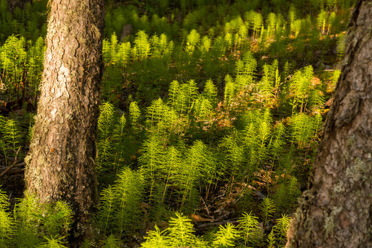 Canada, Alberta, Hinton.  Hosetails (equisetum) dominate the forest floor at Fickle Lake.