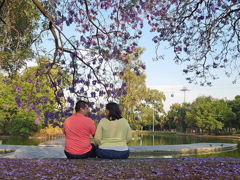 Latino couple of man and woman contemplate the purple flowers of the jacaranda trees in a moment of relaxation and tranquility