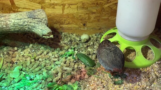 Ein P&auml;rchen Zwergwachteln, Wachtel, in einer Box aus Holz.