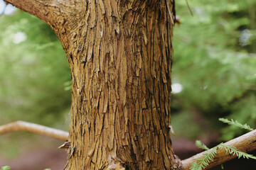 Fototapeta premium Closeup of tree bark on a weathered trunk showing rough texture and layered wood in a forest scene, nature detail and outdoor study of growth and natural patterns.