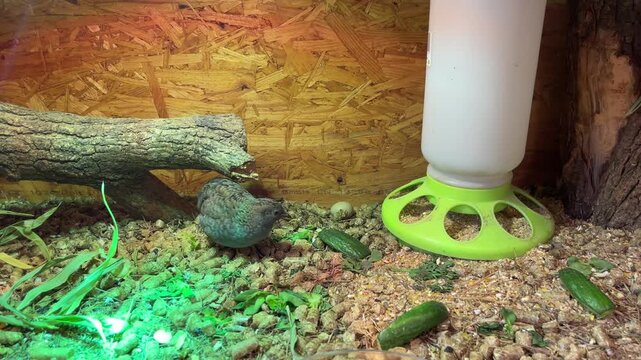 Ein P&auml;rchen Zwergwachteln, Wachtel, in einer Box aus Holz.