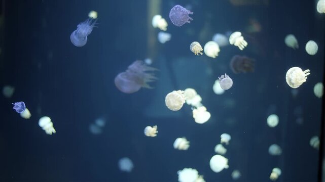Mesmerizing school of jellyfish gracefully drifting in deep blue ocean water