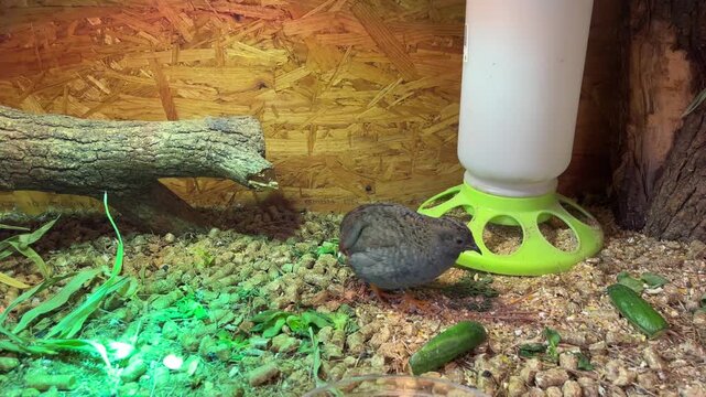 Ein P&auml;rchen Zwergwachteln, Wachtel, in einer Box aus Holz.