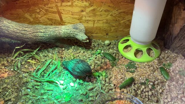 Ein P&auml;rchen Zwergwachteln, Wachtel, in einer Box aus Holz.